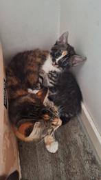 Lief grijs katertje zoekt een nieuw huis, Dieren en Toebehoren, Katten en Kittens | Overige Katten, Kater, Kortharig, 0 tot 2 jaar