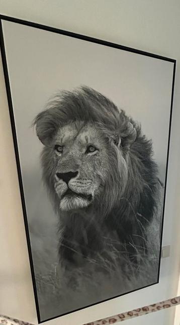 Leeuw Canvas schilderij  beschikbaar voor biedingen