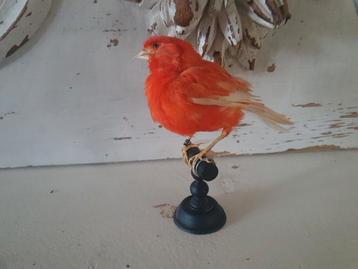 Opgezette kanarie  beschikbaar voor biedingen