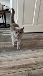 Britse Korthaar kat 7 mnd oud zoekt een nieuwe baas…, Dieren en Toebehoren, Kater, Gechipt, 0 tot 2 jaar