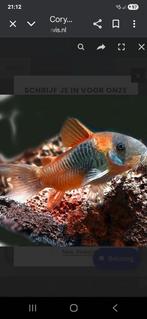 Corydoras venezuela orange 2cm, Dieren en Toebehoren, Vis