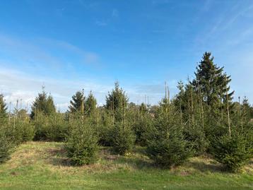 Kerstbomen picea abies diverse maten beschikbaar voor biedingen