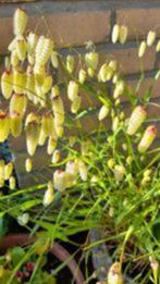 Briza Maxima of Groot trilgras, Ophalen, Volle zon, Siergrassen, Tweejarig