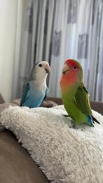 Aggepornis koppel, Dieren en Toebehoren, Vogels | Parkieten en Papegaaien, Meerdere dieren, Dwergpapegaai of Agapornis, Tam