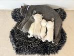 Britse korthaar kittens, Geslacht onbekend, Gechipt, 0 tot 2 jaar