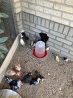 Serama raskipjes in alle kleuren  en aaibaar, Dieren en Toebehoren, Pluimvee