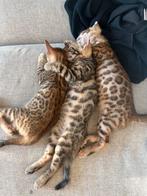 kittens, ras Bengaal, Dieren en Toebehoren, Meerdere dieren