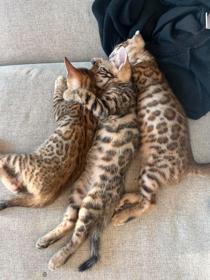 kittens, ras Bengaal, Dieren en Toebehoren, Katten en Kittens | Overige Katten, Meerdere dieren
