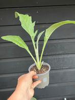 Kardoen en fazantenbes - BIOLOGISCH, Tuin en Terras, Planten | Tuinplanten, Ophalen of Verzenden, Vaste plant, Volle zon