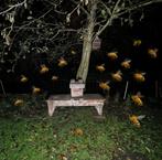 Gezocht: Bijenvolk, Dieren en Toebehoren, Januari, Geslacht onbekend