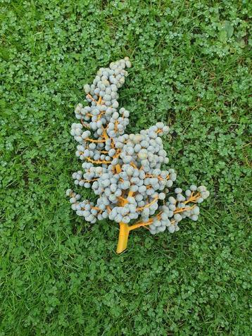 Verse dadeltak 20 bij 30 cm beschikbaar voor biedingen