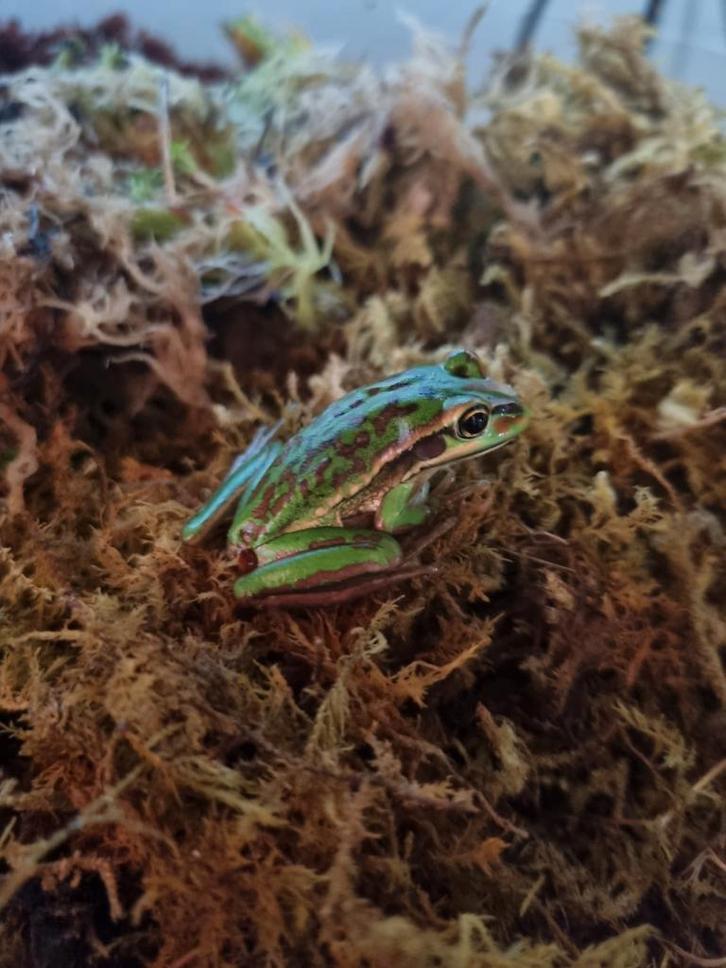 Litoria aurea - gouden boomkikker