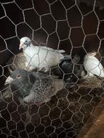 Duif van oorsprong, Dieren en Toebehoren, Vogels | Duiven, Meerdere dieren