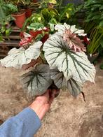 Begonia Looking Glass - Nieuw!, Ophalen of Verzenden