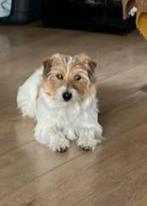 Dekreu staat ter dekking beschikbaar. Nadere info via prive, Dieren en Toebehoren, Honden | Dekreuen, Rabiës (hondsdolheid), Reu