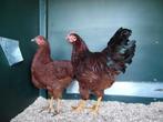 Red Island kriel | Nieuwsgierige kippen | Passend advies, Dieren en Toebehoren, Pluimvee, Meerdere dieren, Kip