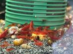 Garnalen 10 voor €8, Dieren en Toebehoren, Vissen | Aquariumvissen, Kreeft, Krab of Garnaal