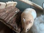 Syrische hamster (goudhamster) inclusief verblijf, Dieren en Toebehoren, Knaagdieren, Hamster, Augustus, Vrouwelijk, Tam