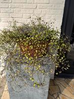Zomer en Wintergroen Planten in Italiaanse Vorstvrije Pot, Ophalen