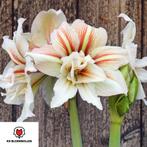 Amaryllis Bollen - Diverse Soorten, Ophalen of Verzenden, Gehele jaar, Volle zon, Bloembol