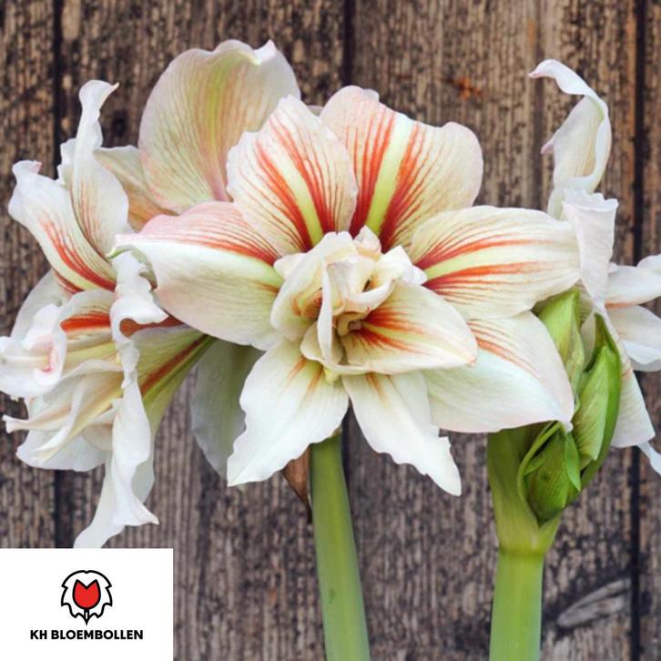 Amaryllis Bollen - Diverse Soorten, Tuin en Terras, Bloembollen en Zaden, Bloembol, Gehele jaar, Volle zon, Ophalen of Verzenden