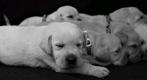 Labrador x goldenretriever pups wit en heel licht beige wit, Dieren en Toebehoren, Meerdere, 8 tot 15 weken, Meerdere dieren, Labrador retriever