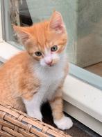 50% Maine Coon kittes, Dieren en Toebehoren, Katten en Kittens | Overige Katten, Meerdere dieren, 0 tot 2 jaar