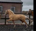 Stoere Palomino ruin (nw adv ), Dieren en Toebehoren, Ruin, Niet van toepassing, Springpony, 3 tot 6 jaar