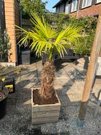 Trachycarpus Fortunei palm stam 1,95m, Tuin en Terras, Planten | Bomen, 100 tot 250 cm, Palmboom, Ophalen, Volle zon
