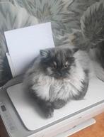 Perzische kat (poes,1 jaar,), Dieren en Toebehoren, Poes, Ontwormd, 0 tot 2 jaar