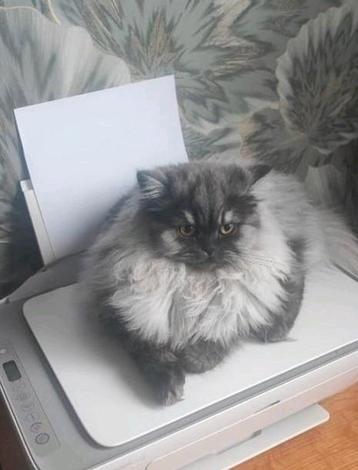 Perzische kat (poes,1 jaar,) beschikbaar voor biedingen