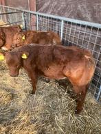 Vaarskalf vbr, Mannelijk