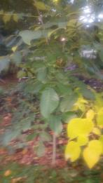 Notenboom 100 cm hoog, Tuin en Terras, Planten | Bomen, Ophalen, Volle zon, Overige soorten, 100 tot 250 cm