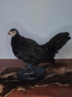 opgezetten kip, Verzamelen, Dierenverzamelingen, Ophalen of Verzenden, Vogel, Opgezet dier