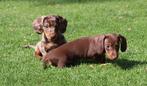 Kortharige dwerg teckel pups te koop, Dieren en Toebehoren, Honden | Teckels en Dashonden, Nederland, Korthaar, Dwerg, Meerdere