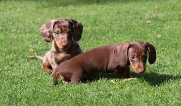Kortharige dwerg teckel pups te koop beschikbaar voor biedingen
