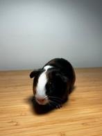 2 leuke cavia’s beertje samen met spulletjes, Dieren en Toebehoren, September, Mannelijk, Cavia