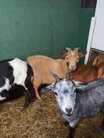 Isabel/camelkleurige dwergbok, Mannelijk, Geit, 0 tot 2 jaar