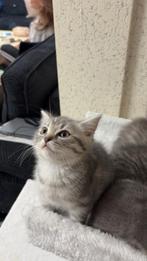 Britse korthaar kitten british shorthair, Dieren en Toebehoren, Katten en Kittens | Overige Katten, Poes
