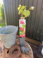 Druif, Tuin en Terras, Planten | Tuinplanten, Vaste plant, Fruitplanten, Ophalen of Verzenden