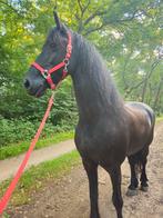 Stalling gezocht Ruurlo en omstreken!, Dieren en Toebehoren, Stalling en Weidegang, Stalling