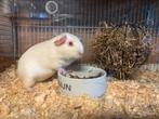 Cavia zeugje, Dieren en Toebehoren, Cavia, Juli, Vrouwelijk, Tam