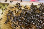Gezocht Bijenvolk volken,, Dieren en Toebehoren, Bijen