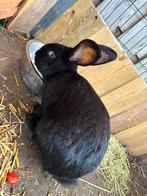 Vlaamse reus, Dieren en Toebehoren, Konijnen, Mannelijk, Groot, 0 tot 2 jaar