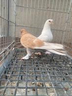 Super takla, Dieren en Toebehoren, Vogels | Duiven, Meerdere dieren, Postduif