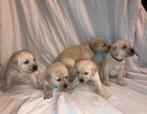 Blonde labrador puppys, Dieren en Toebehoren, Honden | Retrievers, Spaniëls en Waterhonden, Reu, Labrador retriever, Meerdere