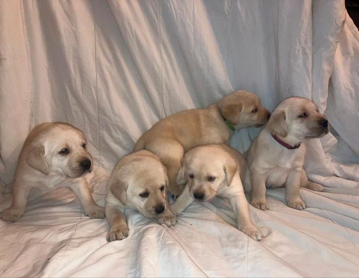 Blonde labrador puppys, Dieren en Toebehoren, Honden | Retrievers, Spaniëls en Waterhonden, Reu, Labrador retriever, Particulier