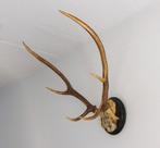 Prachtig gewei uit 1913, Verzamelen, Dierenverzamelingen, Ophalen, Gebruikt, Hert, Gewei of Kop