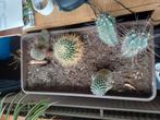 diverse cactussen (cacti), Huis en Inrichting, Kamerplanten, Ophalen of Verzenden, Halfschaduw, Minder dan 100 cm