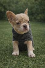 🥰 nog 2 super knappe, leuke x fluffy franse bulldog pups 🥰, Teef, Bulldog, Meerdere, Nederland